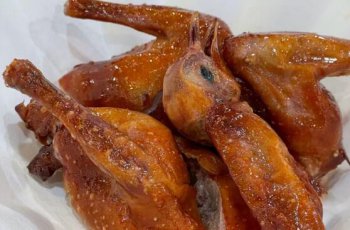 光彩乳鸽培训